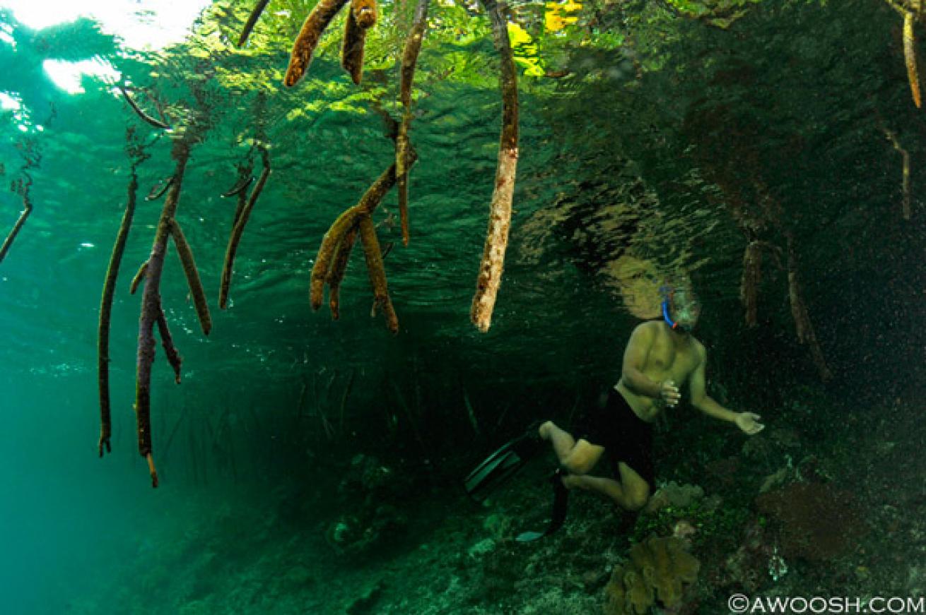 Raja Ampat underwater photography