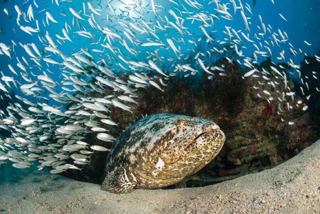 south florida scuba diving
