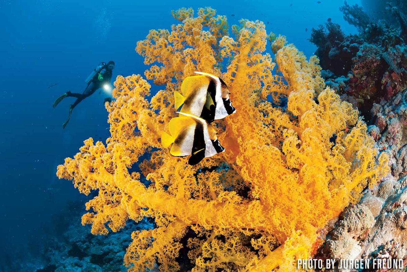 australia coral reef