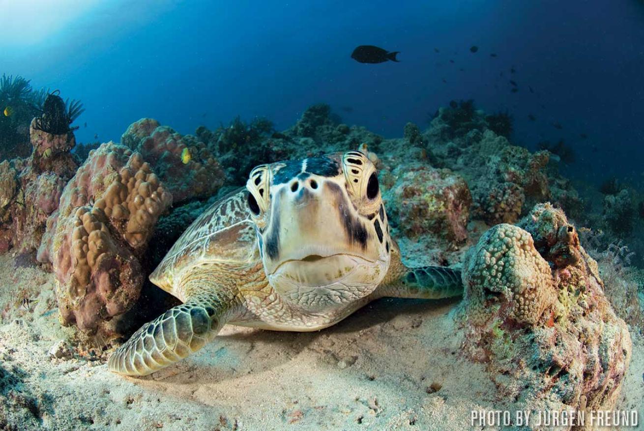 turle australia reef