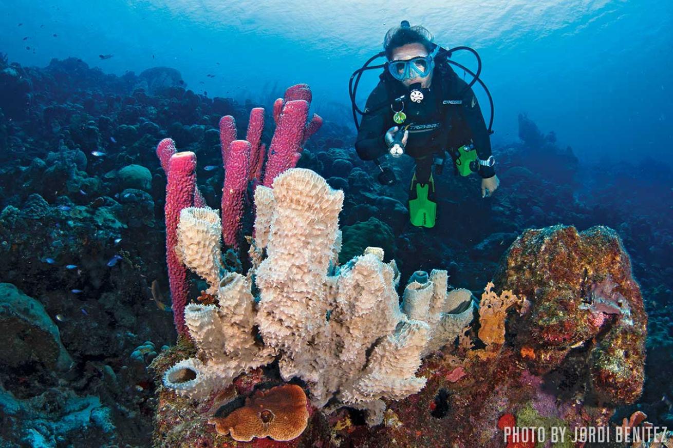 bonaire reef diving