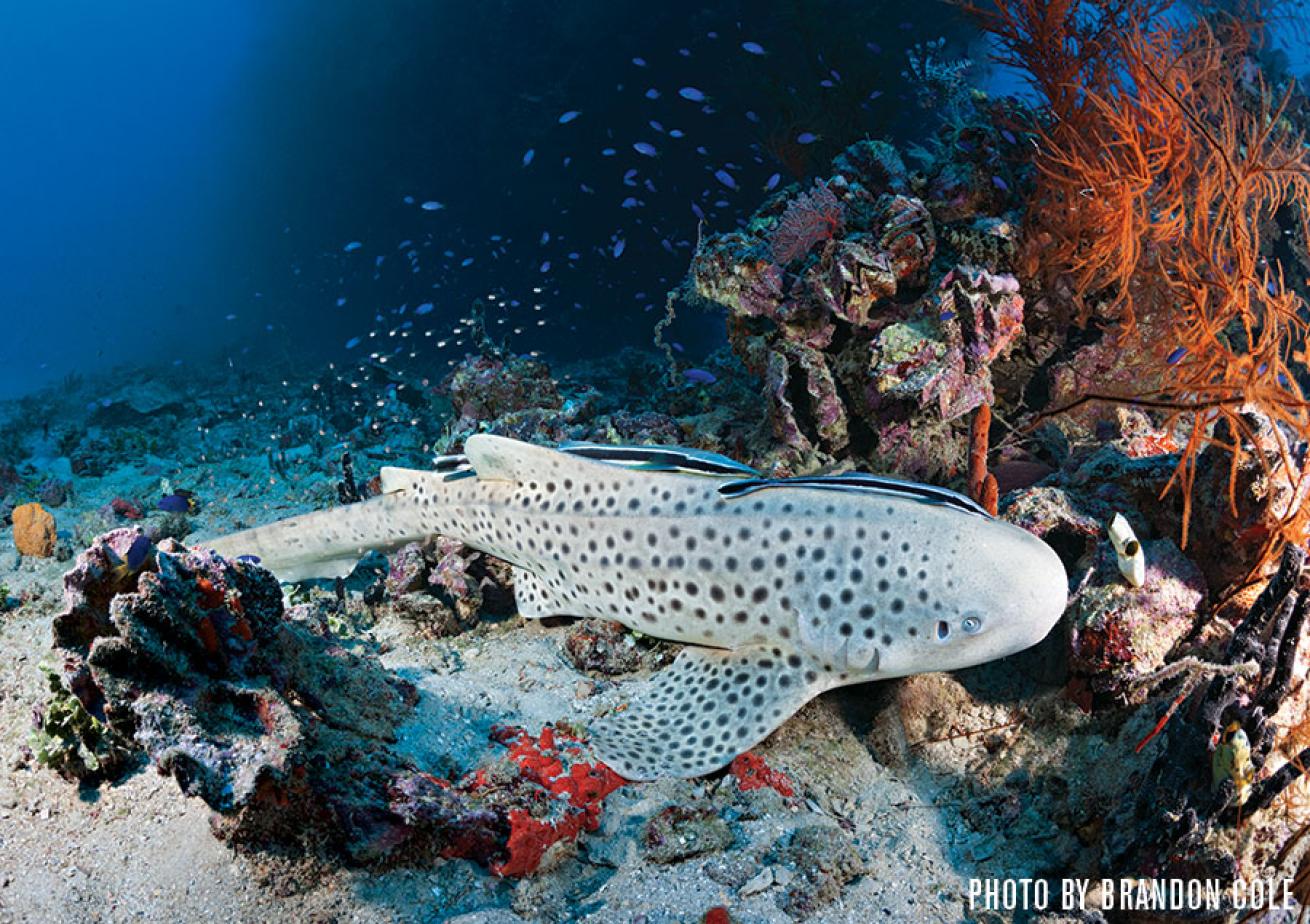 scuba diving Chuuk Lagoon