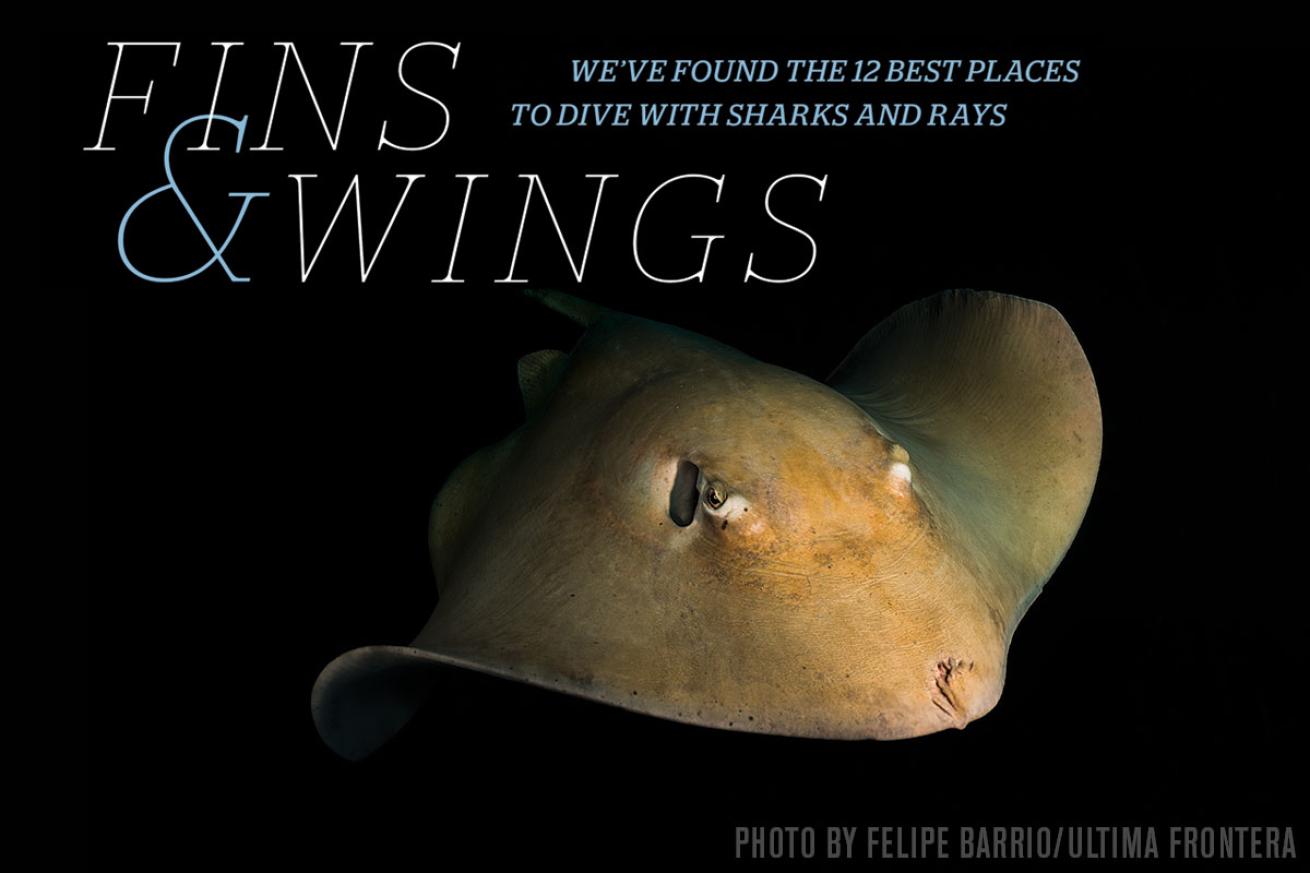 best scuba diving sharks rays