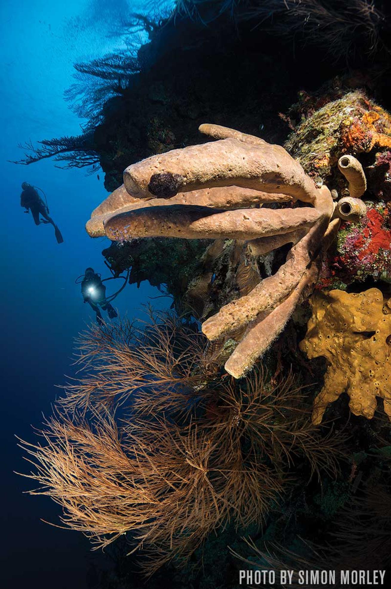 grand cayman diving