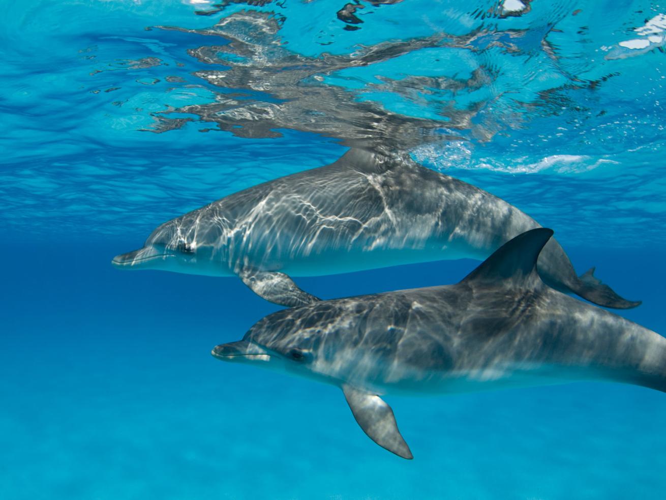 Dolphins Underwater in Caribbean