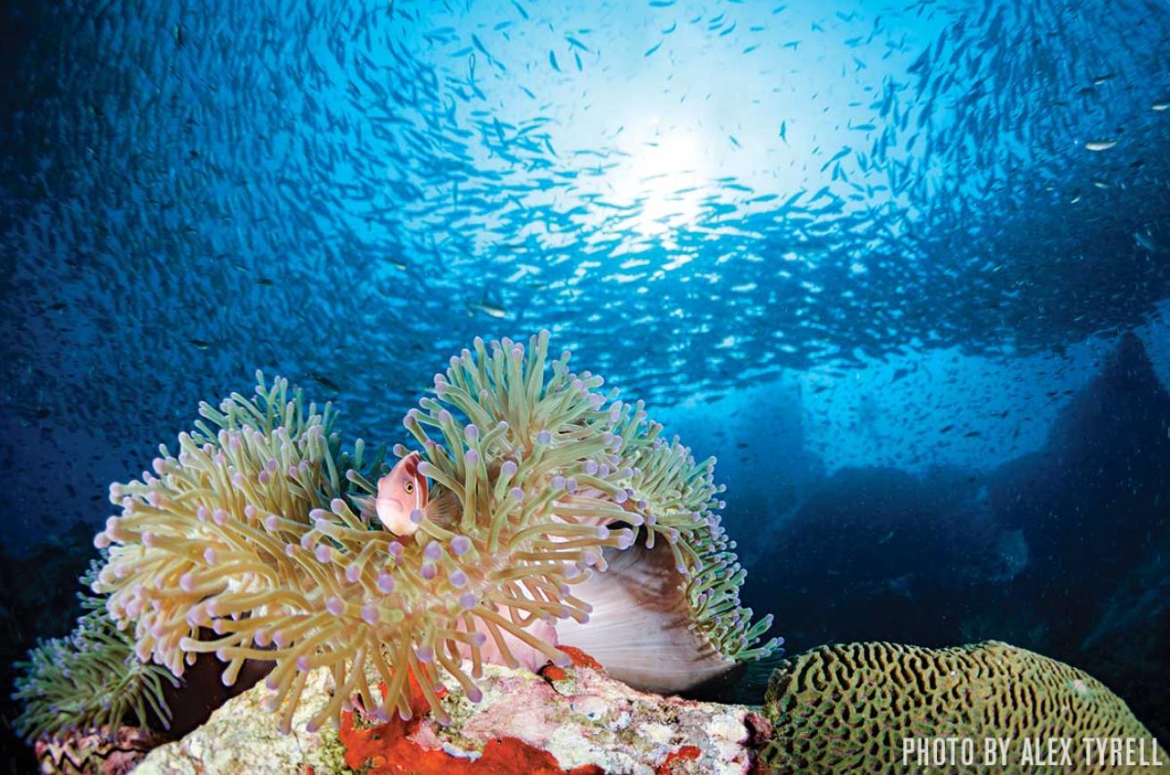 scuba diving thailand