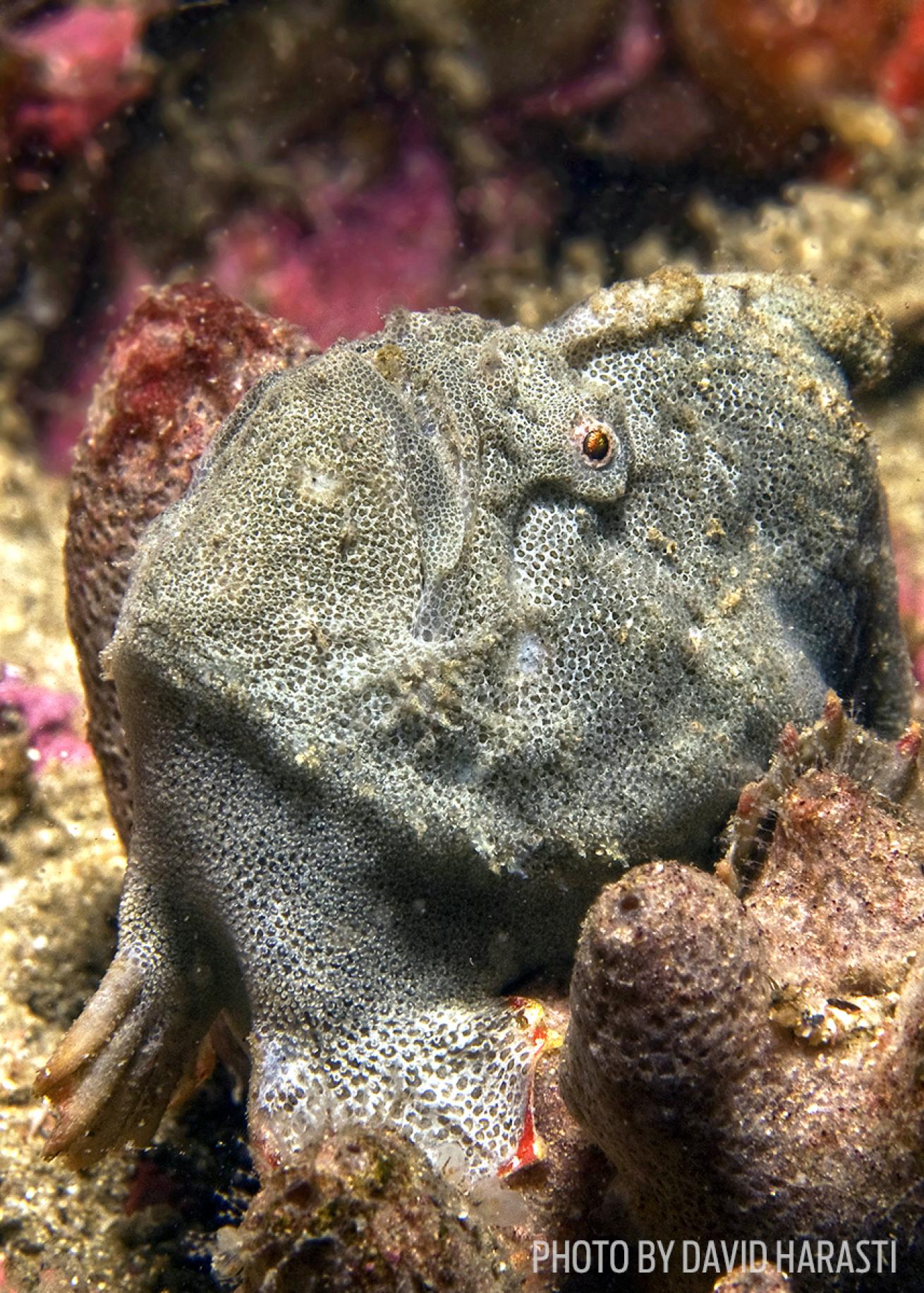 Red-fingered anglerfish underwater photo marine life