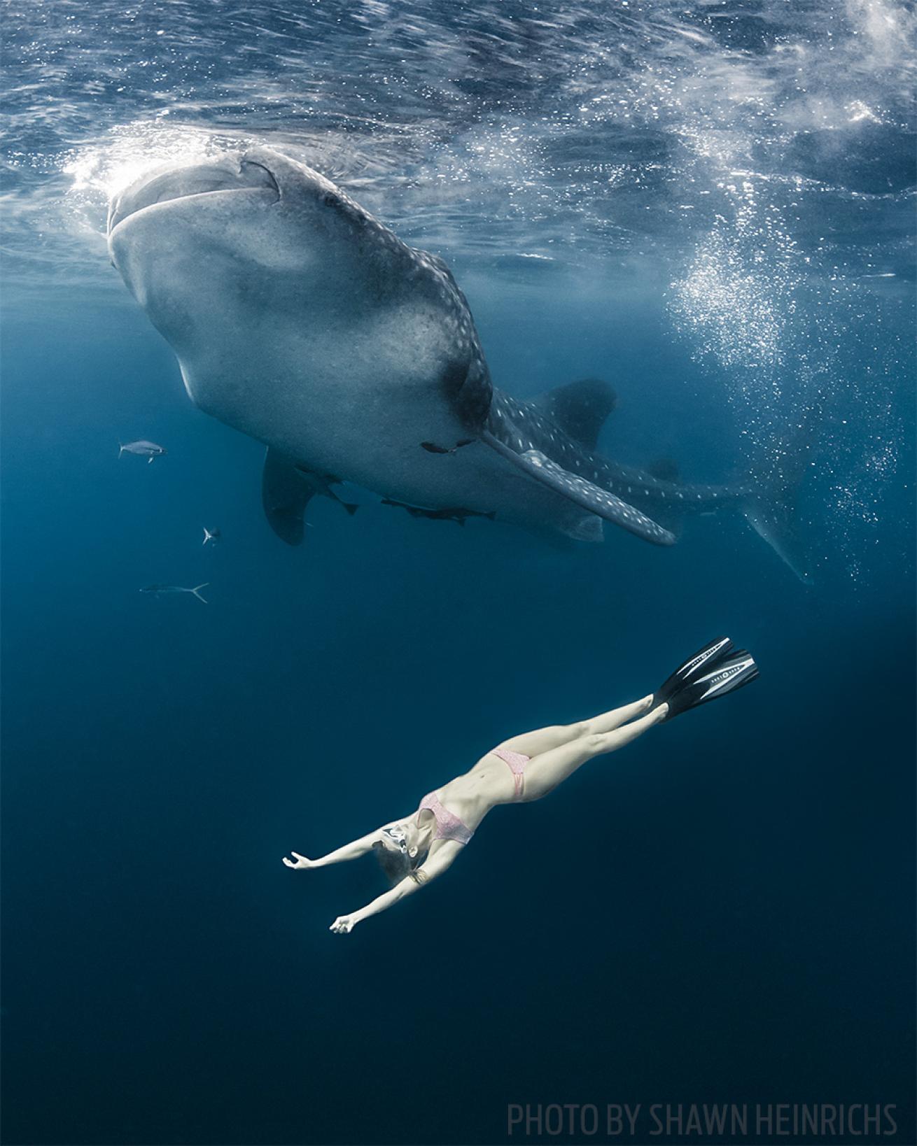 underwater photography