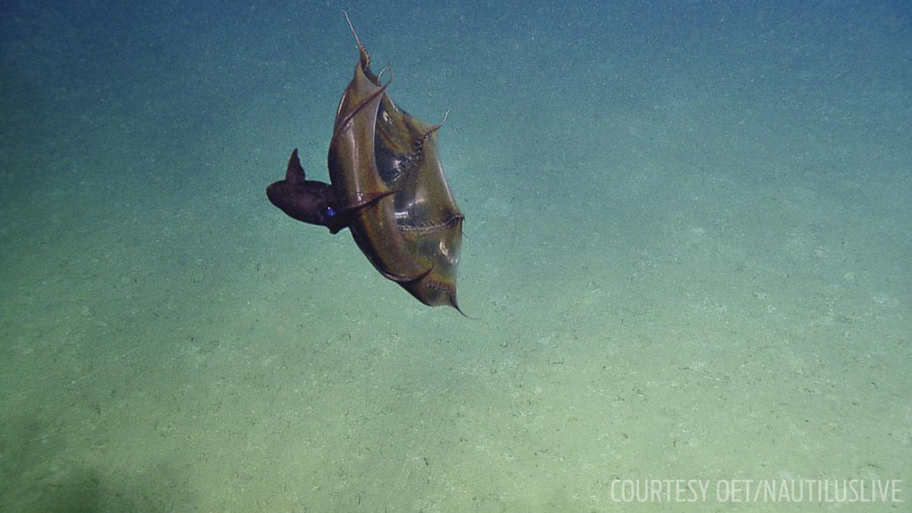 vampire squid nautilus video