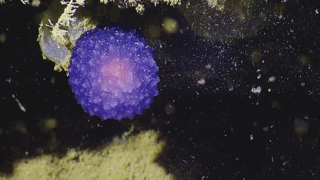 glowing orb deep sea nautilus