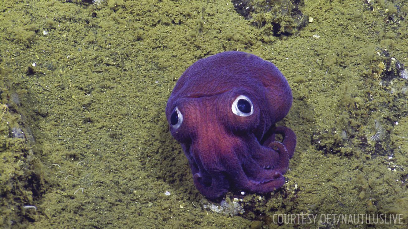 stubby squid googly eyes nautilus