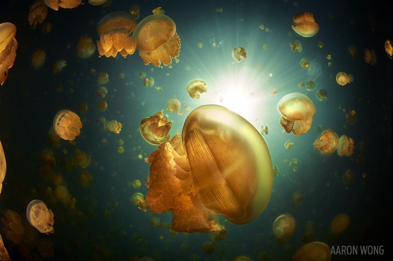 jellyfish