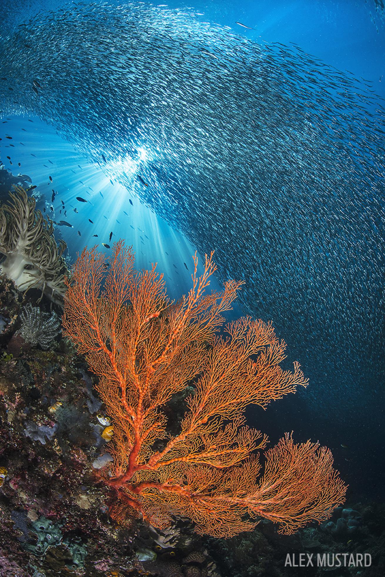 raja ampat rock islands walls