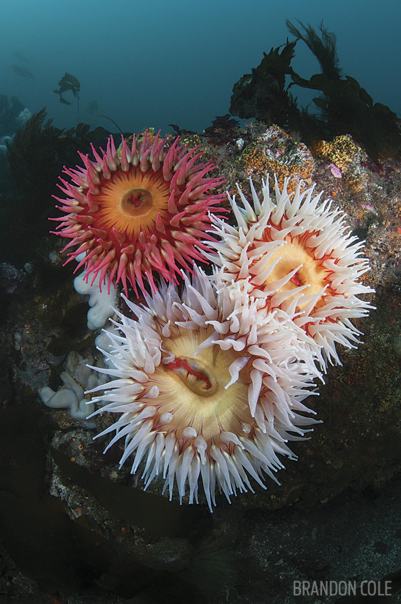 salt creek washington anemones