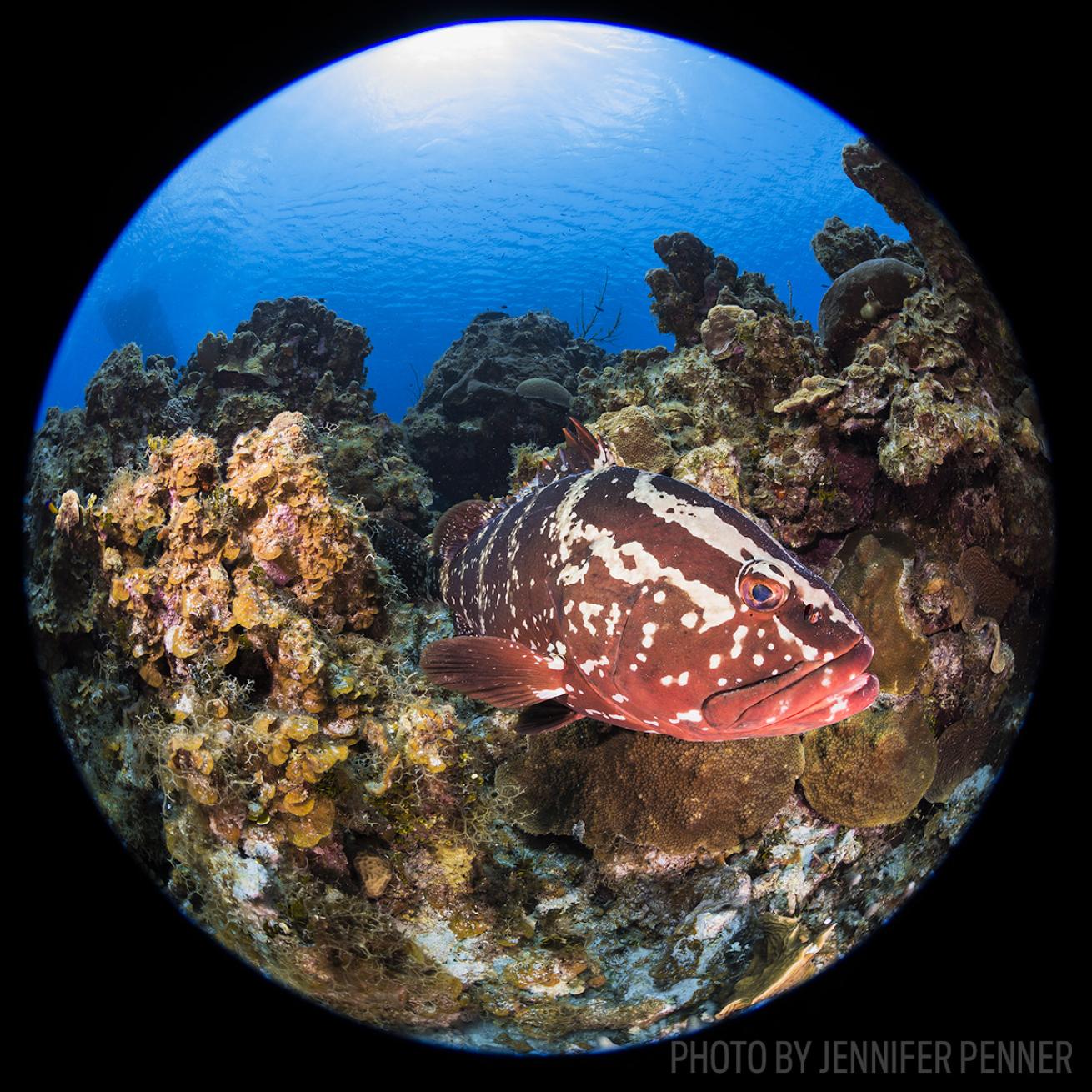 little cayman scuba diving grouper