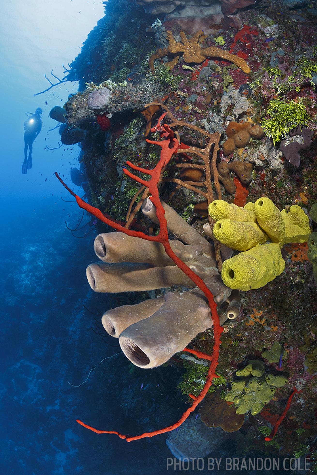 little cayman bloody bay wall