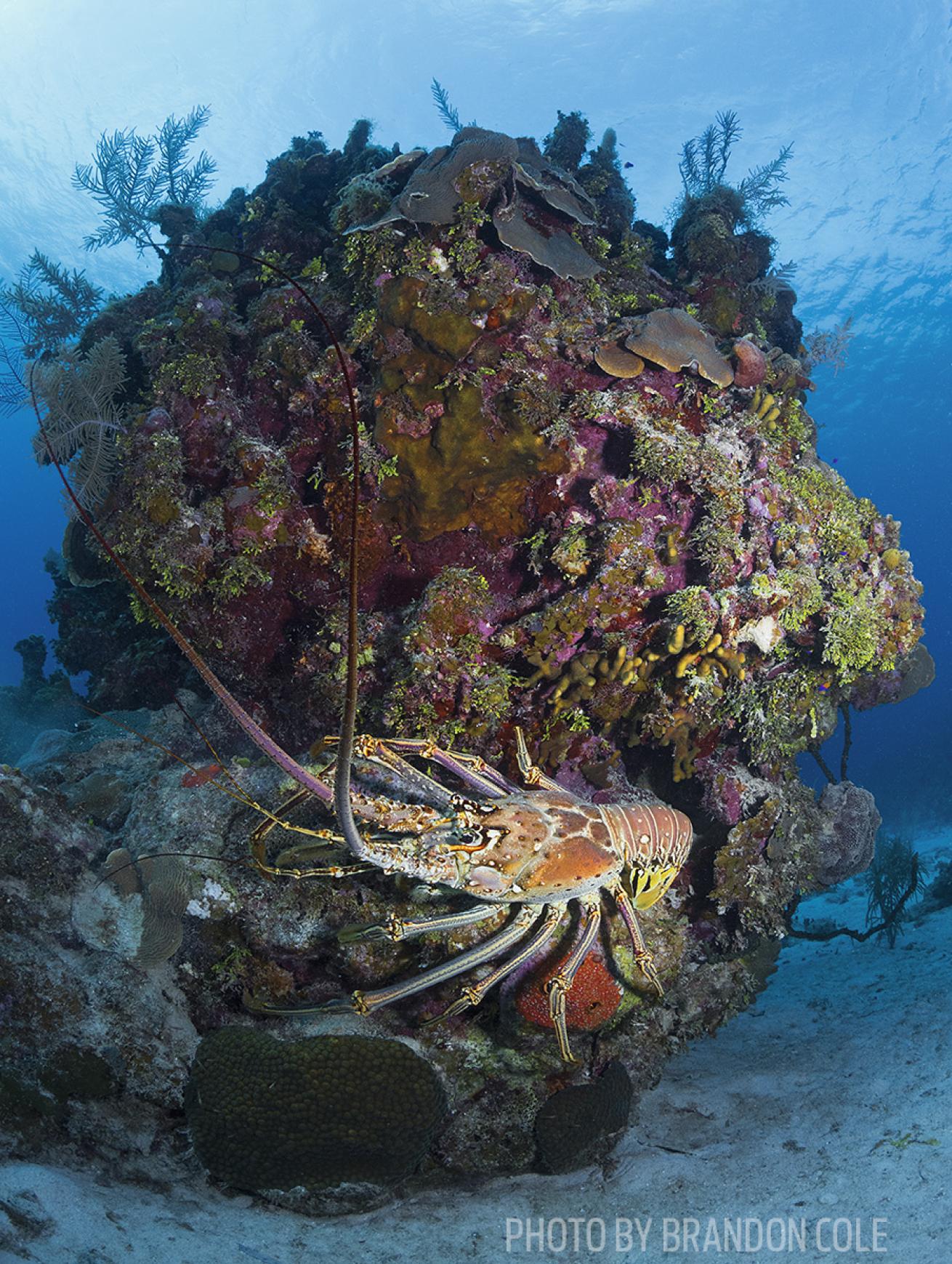 caribbean spiny lobster grand cayman