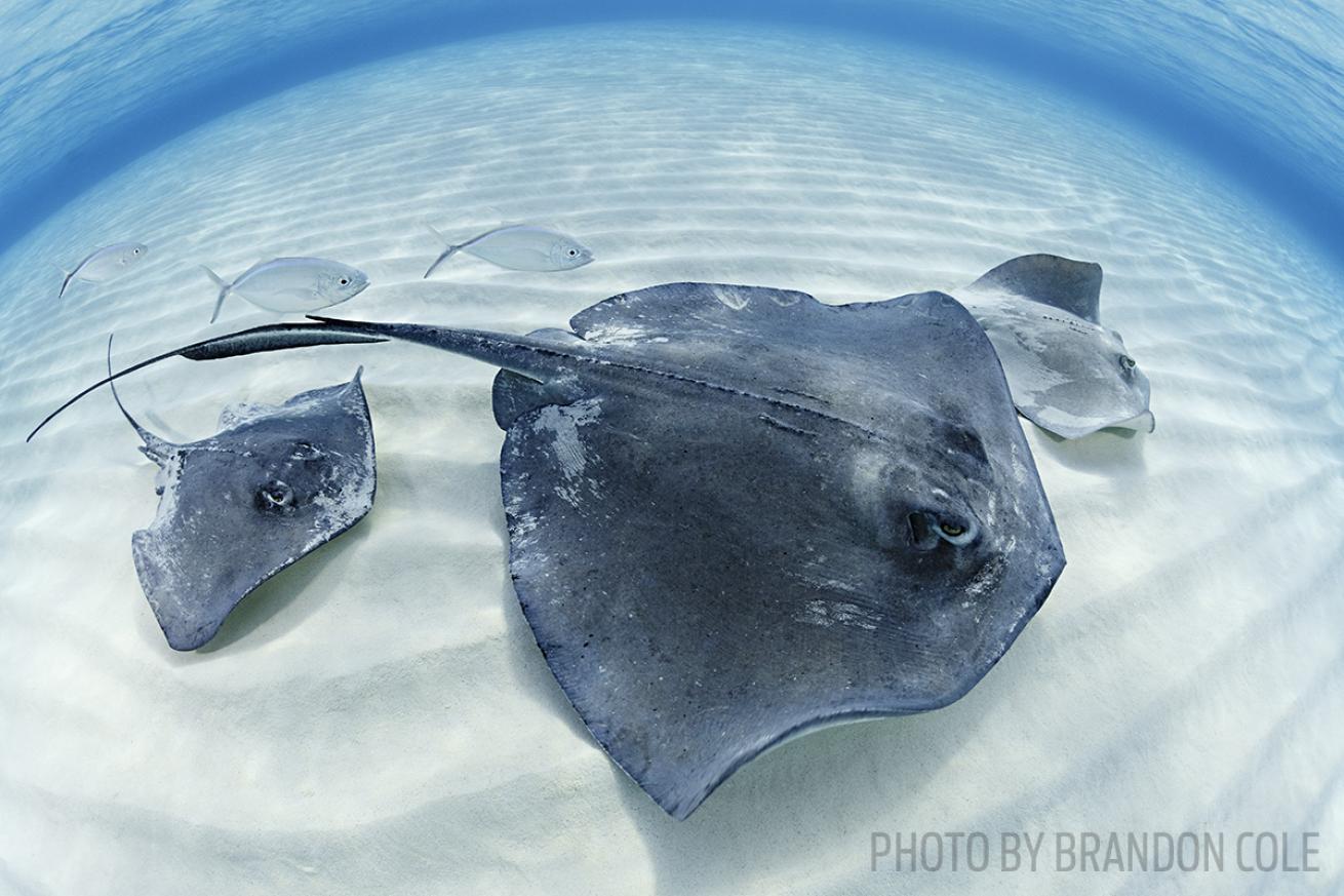 Stingray city grand cayman