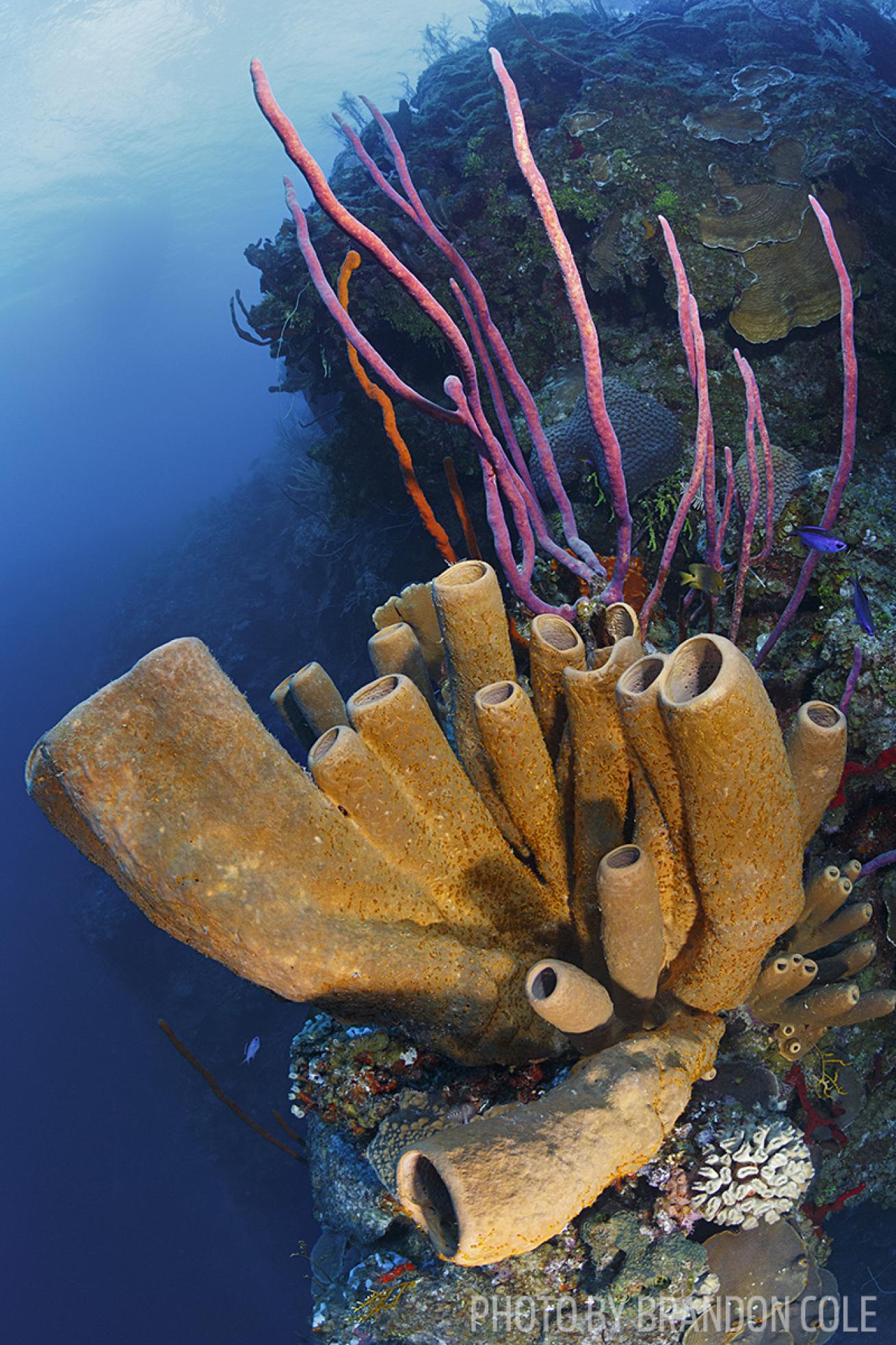 grand cayman scuba diving