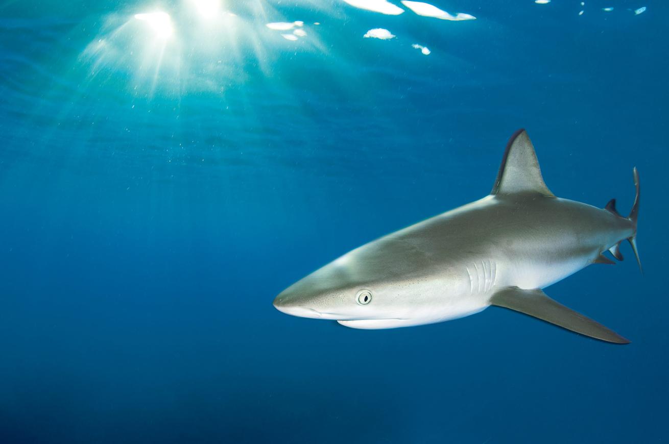 Caribbean Reef Sharks