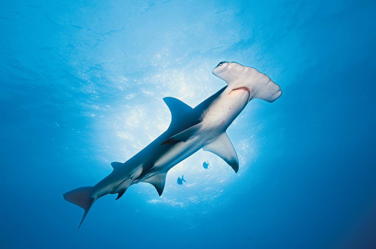 Great Hammerhead Shark