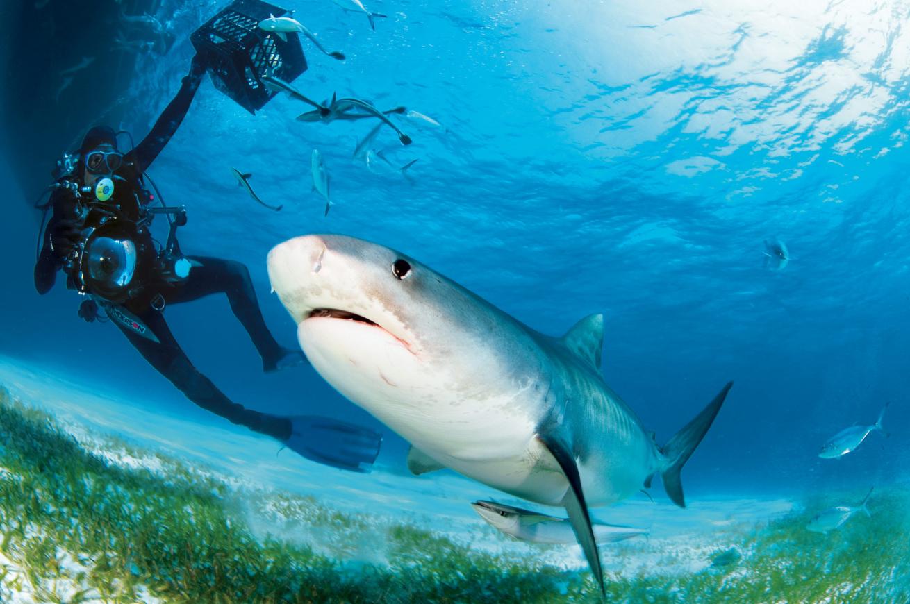 Tiger shark in the Bahamas