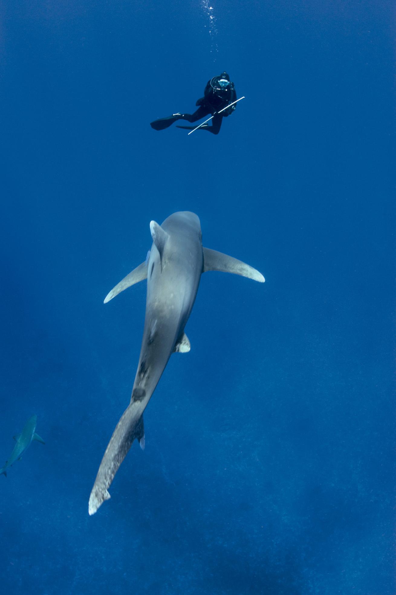 Oceanic Whitetip Shark