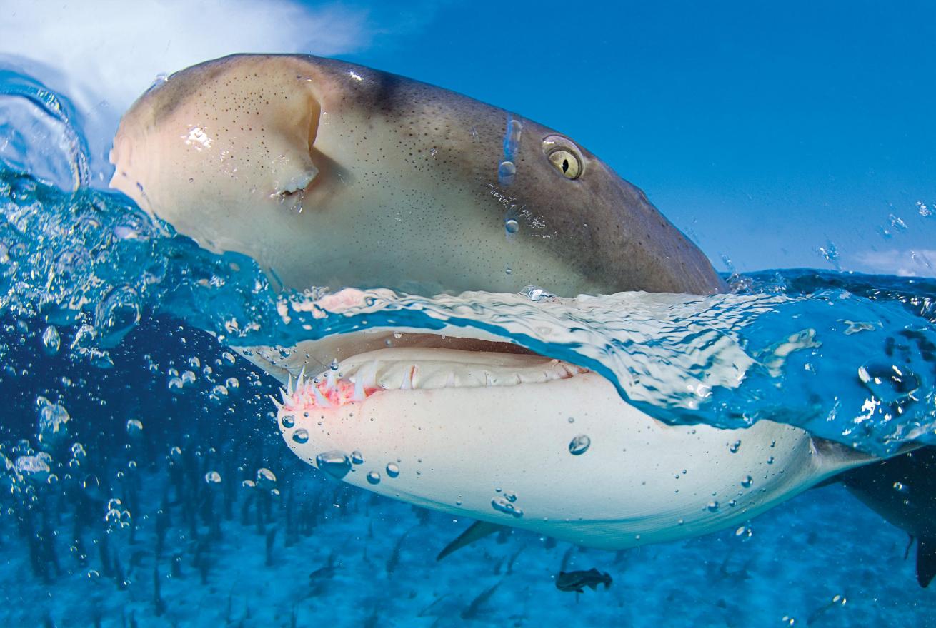 Lemon Shark in the Bahamas
