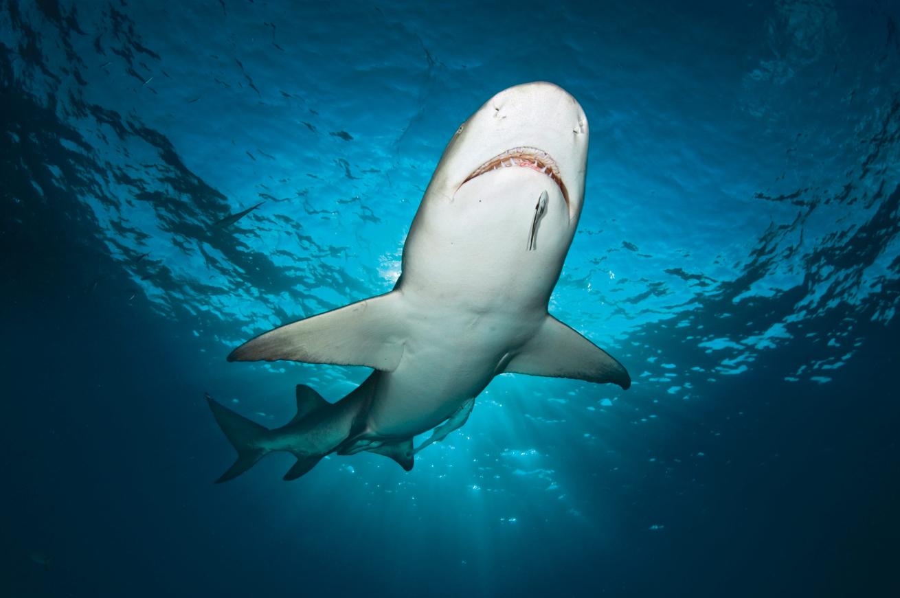 Lemon Shark in the Bahamas