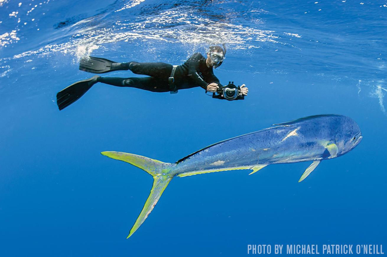 mahi mahi