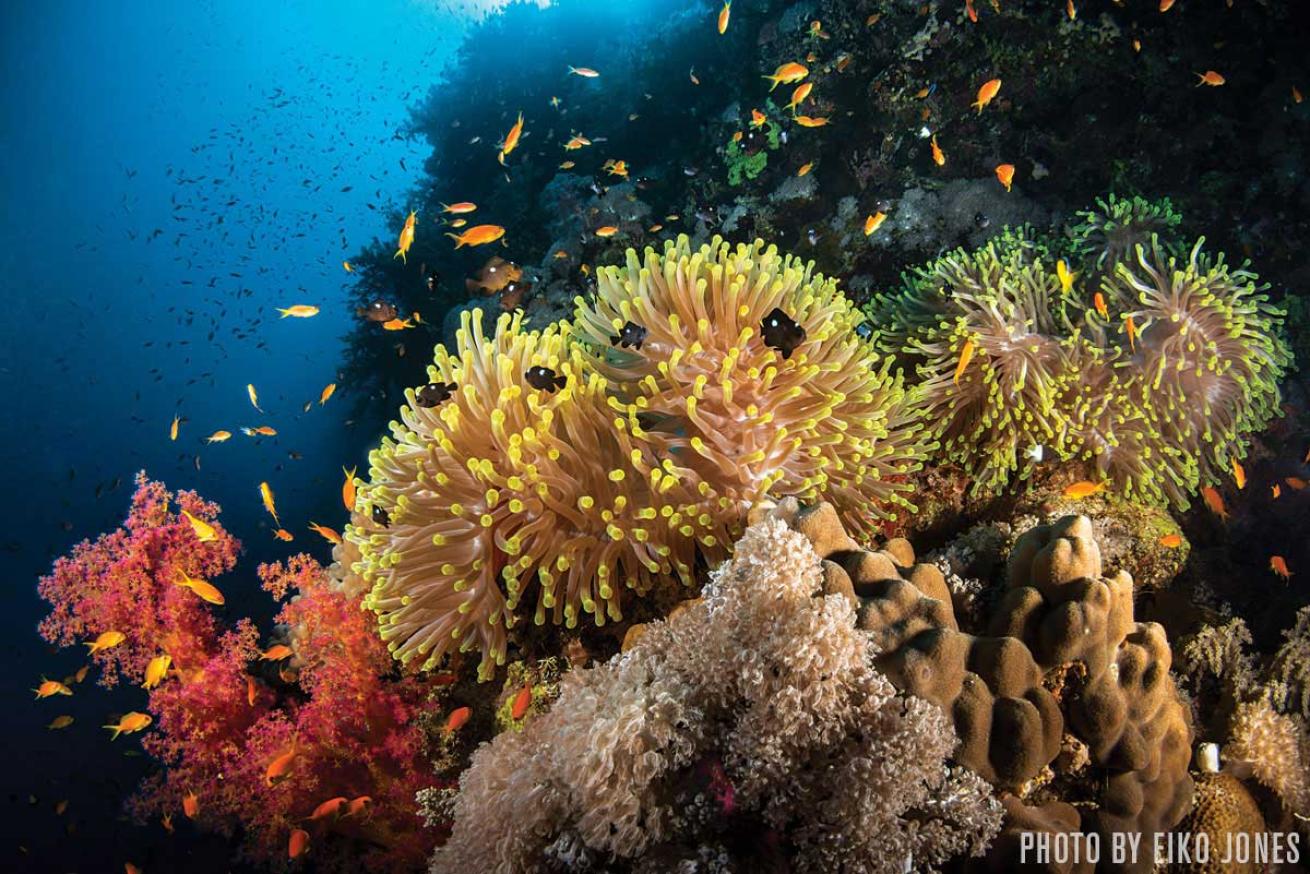Daedalus Reef