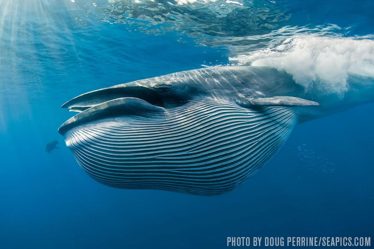whale shark