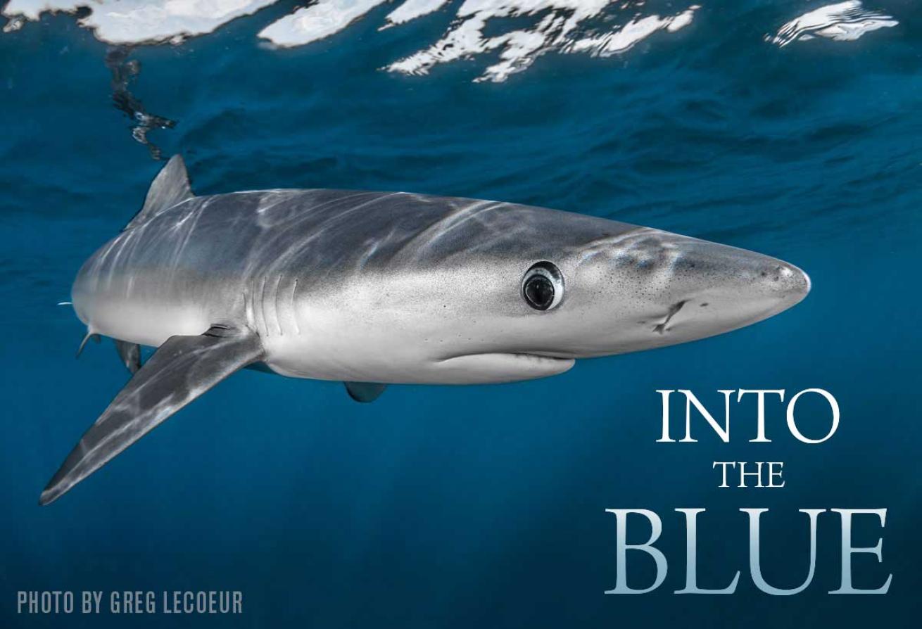 mako shark