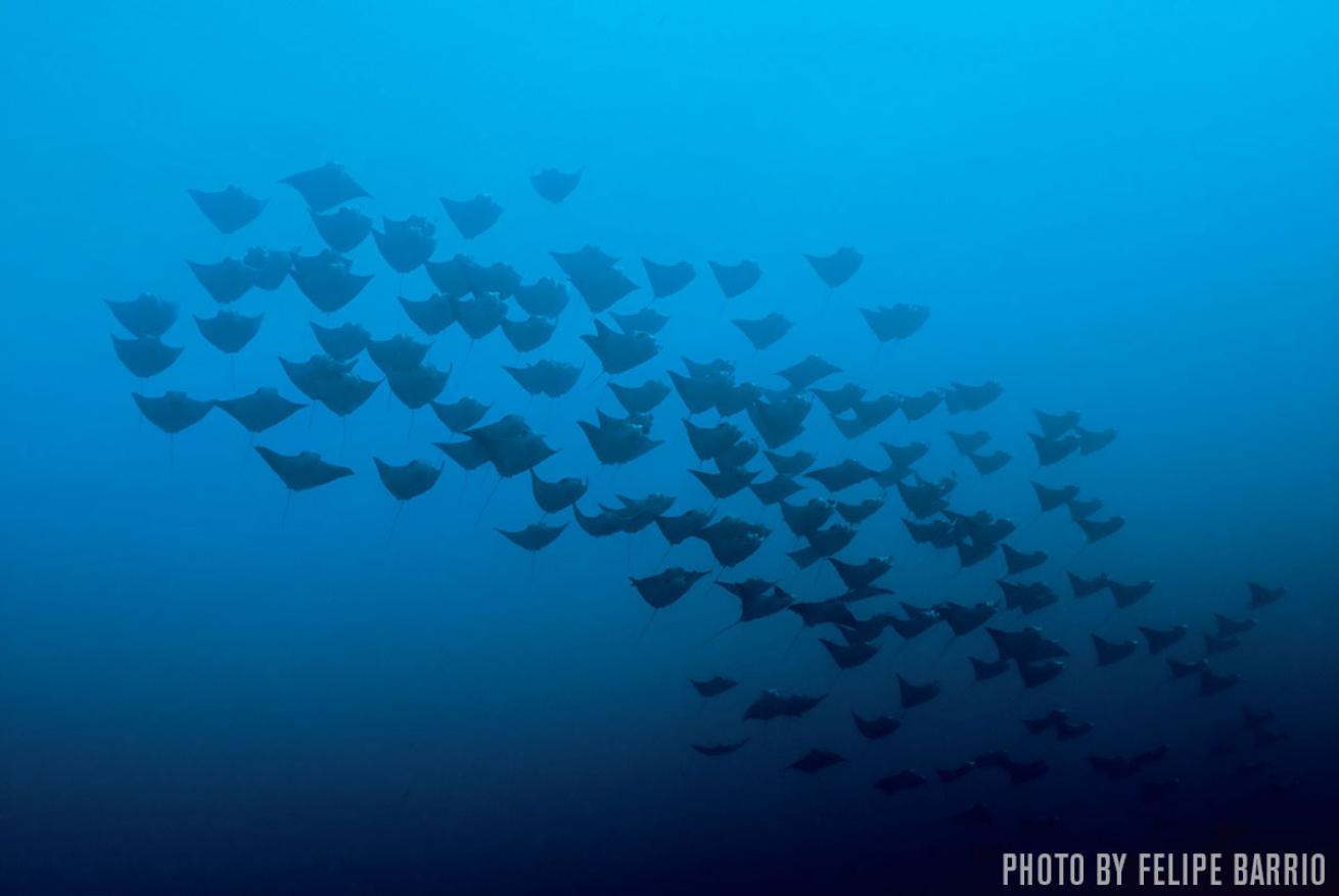 mobula rays