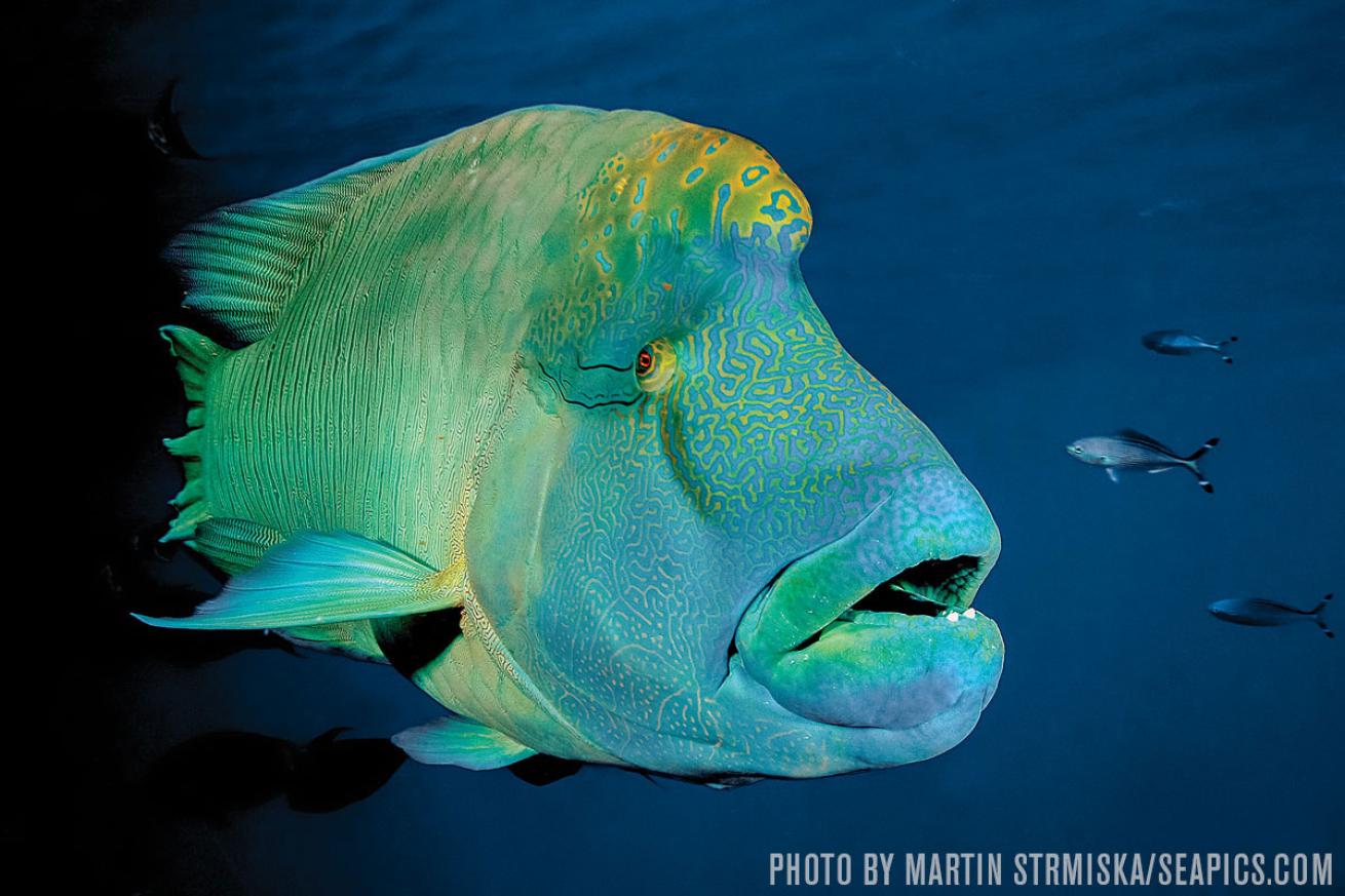 Napoleon Wrasse