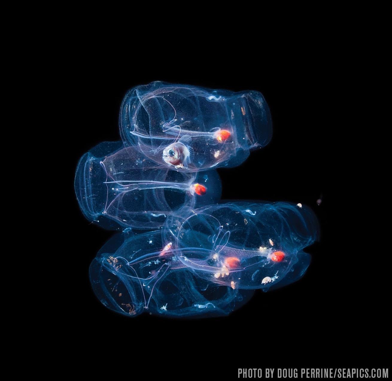 Pelagic Magic