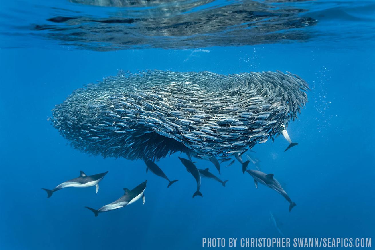 common dolphins corral mackerel