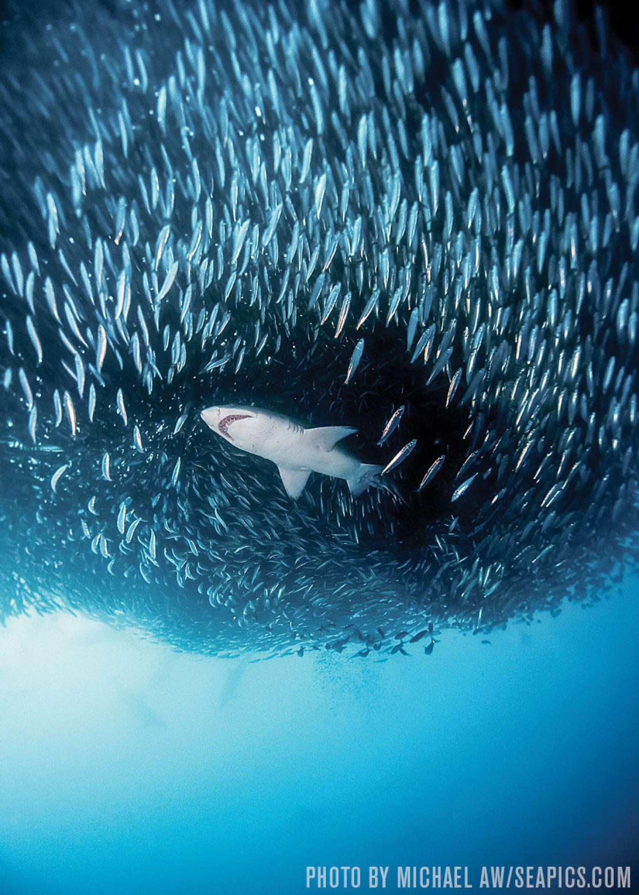 sardine run