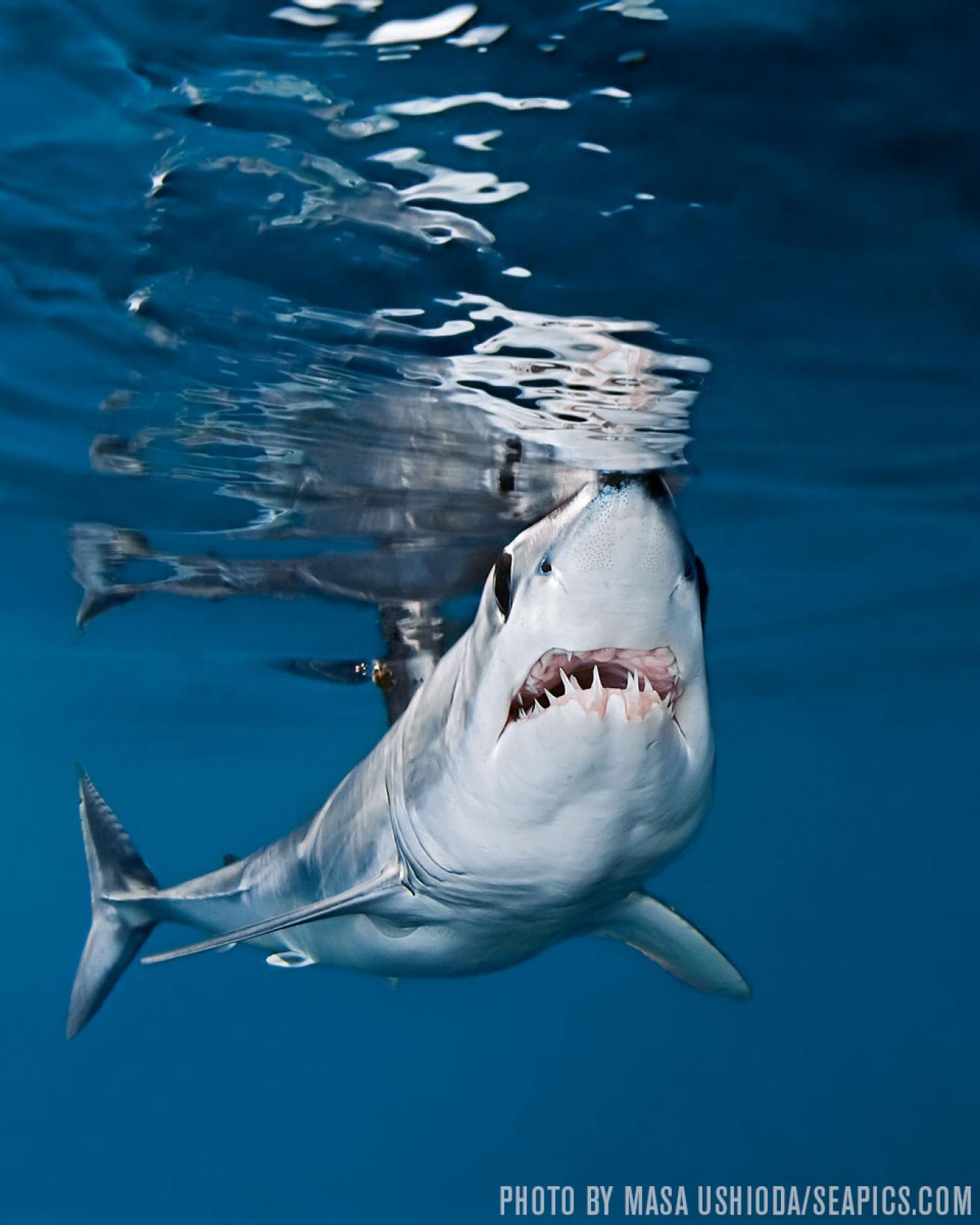 shortfin mako