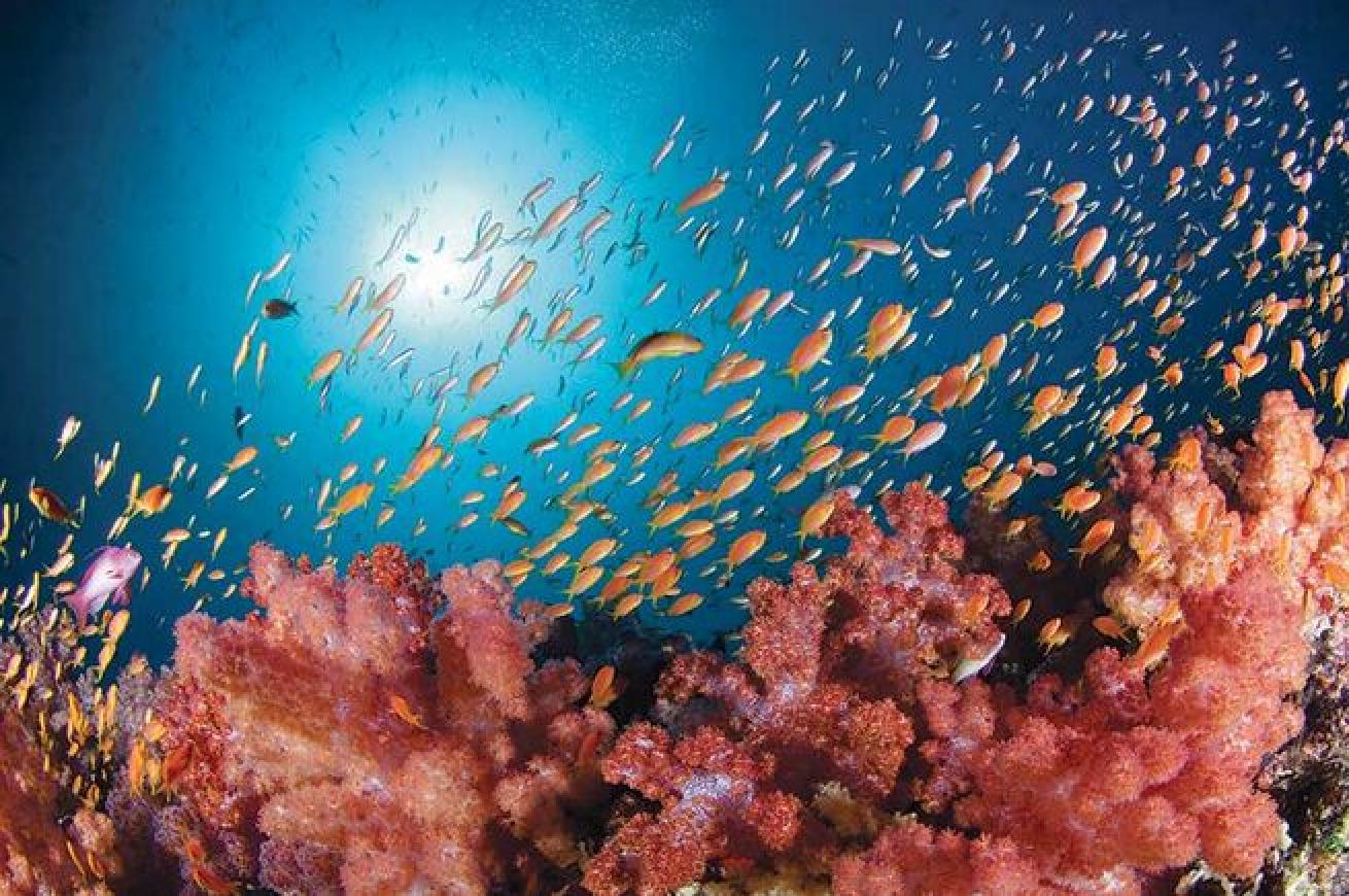 North Male Atoll in the Maldives offers a secluded feeling with plenty of blue sky and white sand. The Maldives also offers dive sites such as colorful Rainbow Reef.