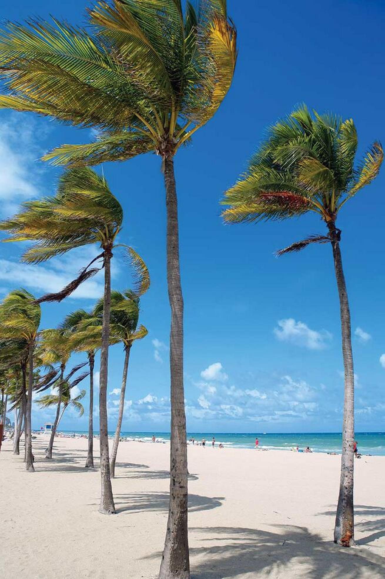 No need for a car in sunny Fort Lauderdale, Florida. You can find night life, restaurants, the Sea Experience dive shop and plenty of shopping all within walking distance along the waterfront.