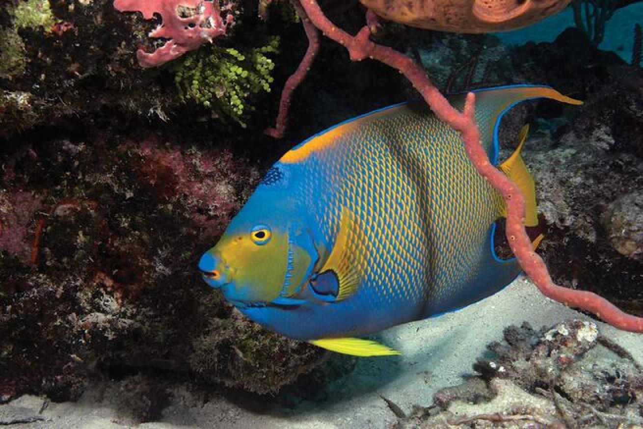 Whether you're diving or snorkeling, the Exuma Cays in the Bahamas offers plenty of face time with pretty reef tropicals like this blueface angelfish.