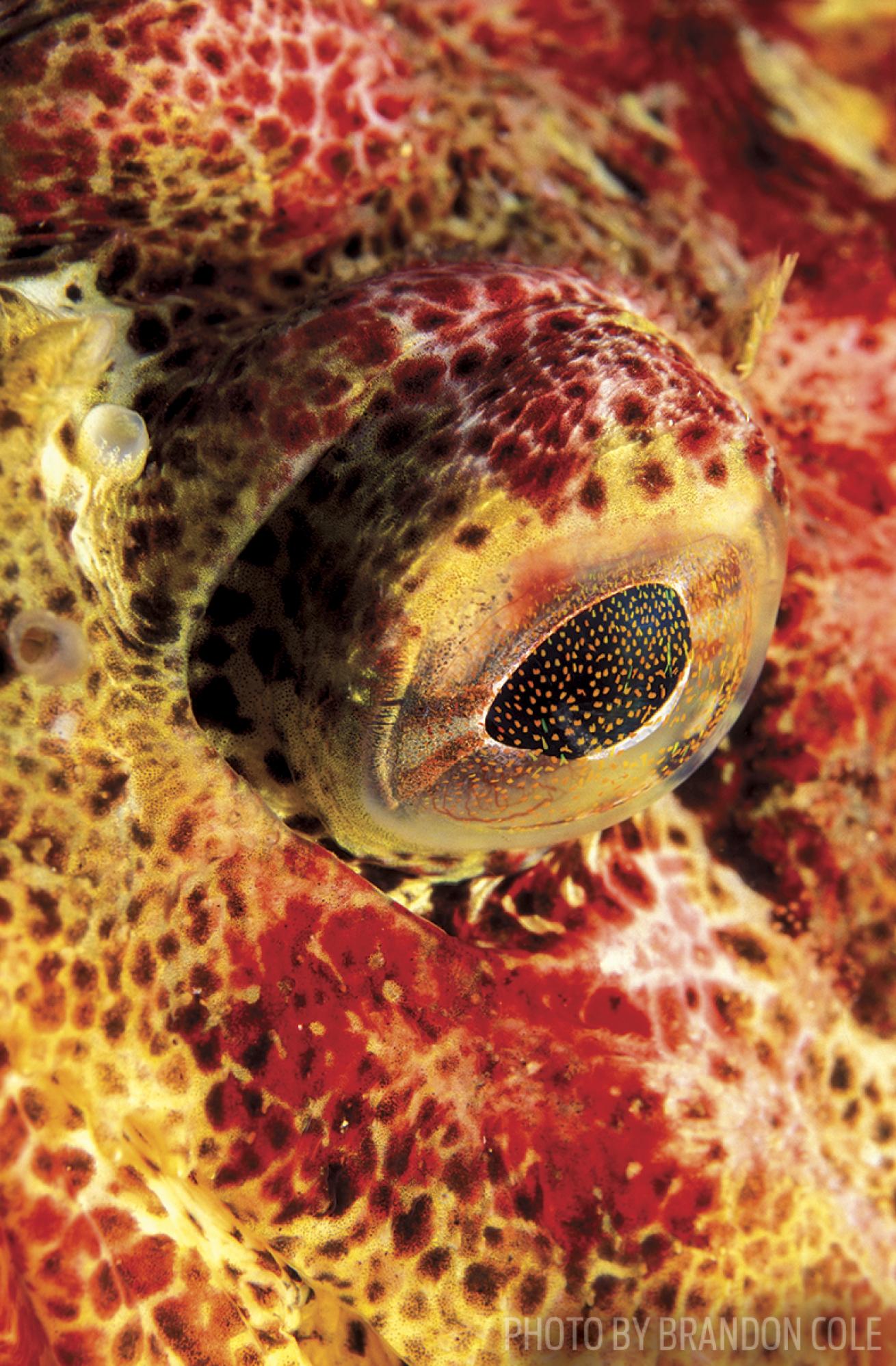 fish eye imaging tips