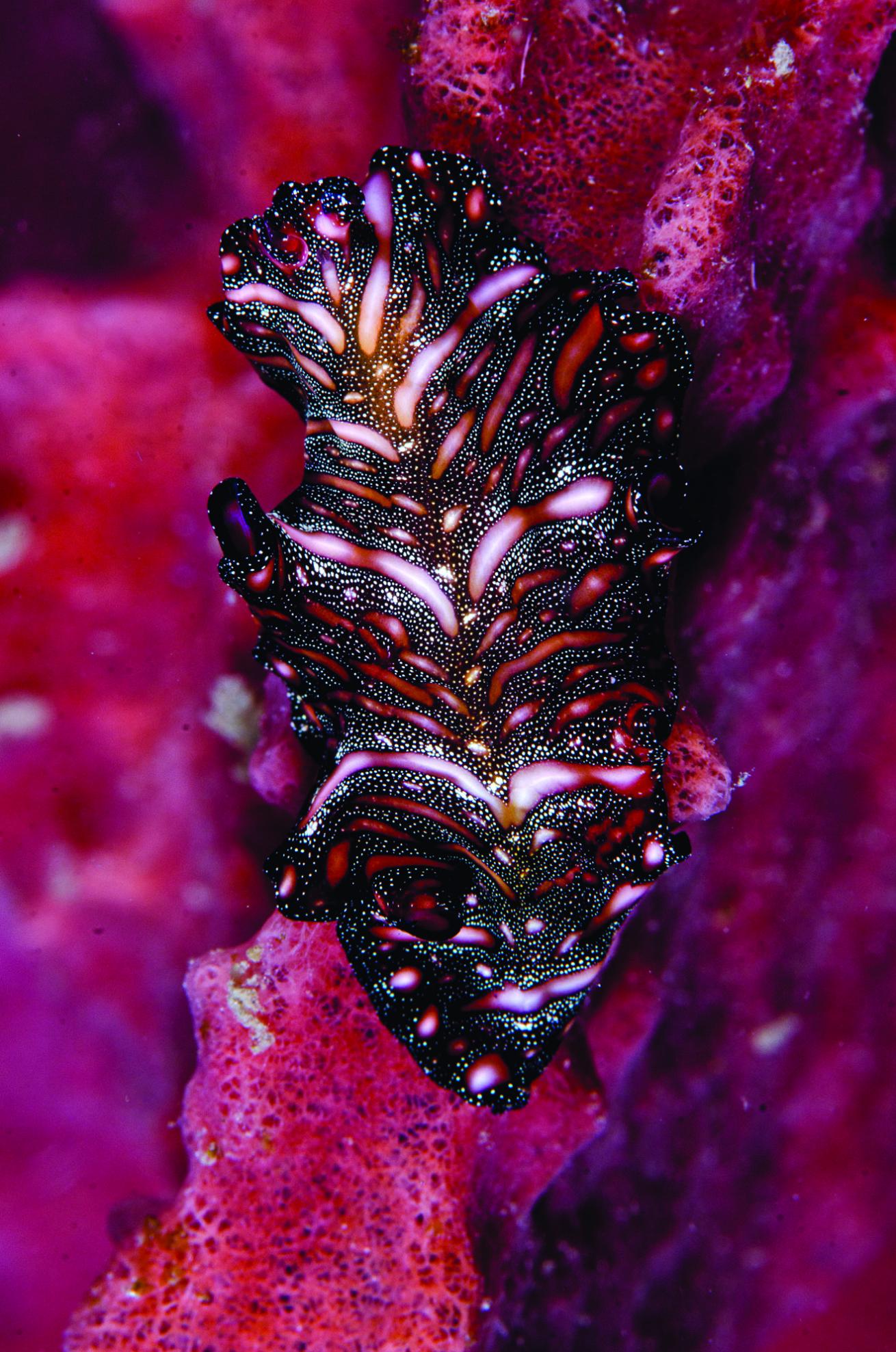 Persian carpet flatworm