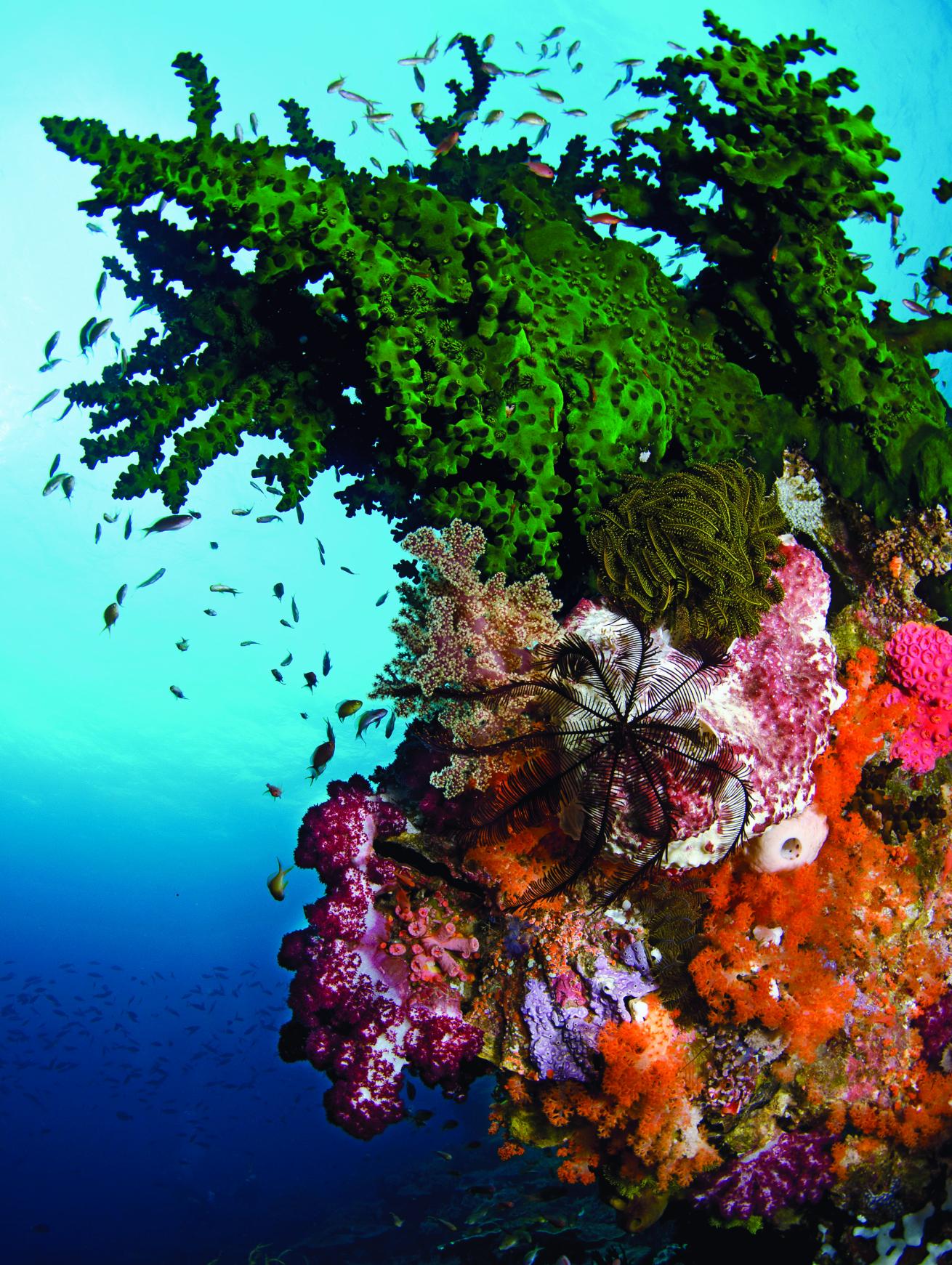 A Penemu pinnacle in Raja Ampat
