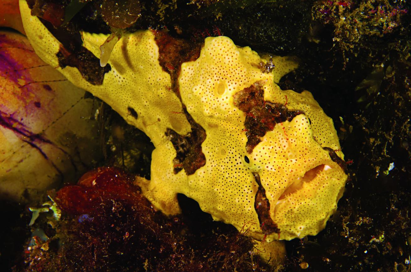 Clown Frogfish