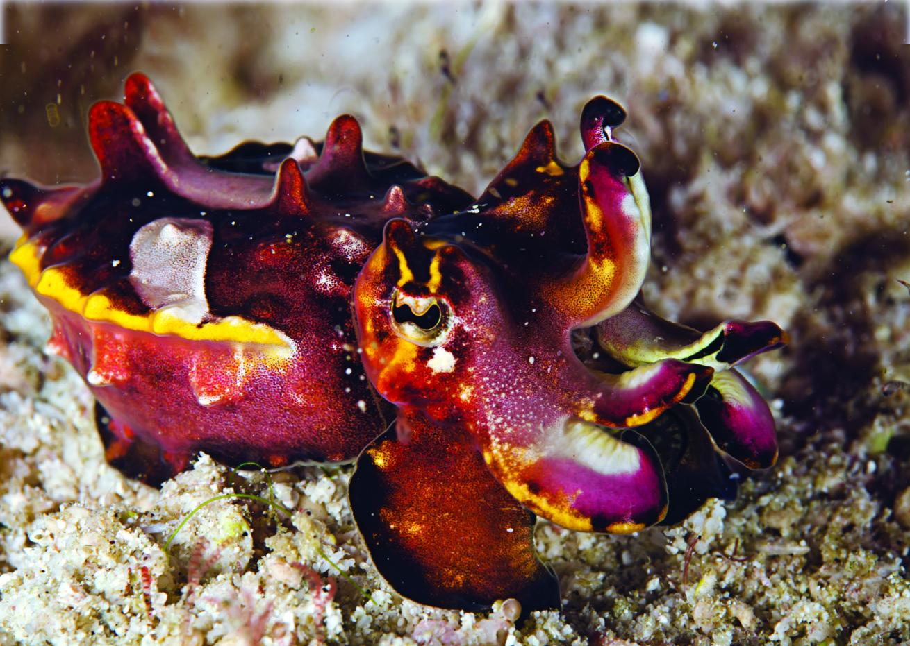 Flamboyant Cuttlefish