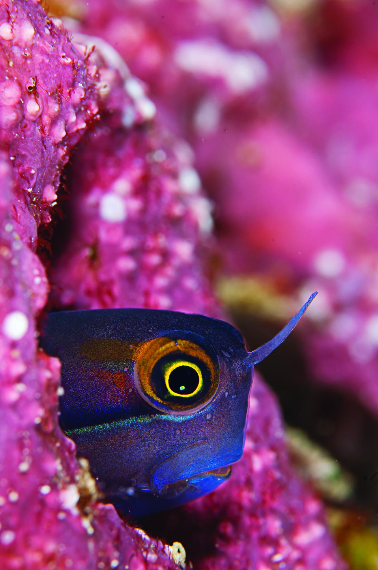 Blenny