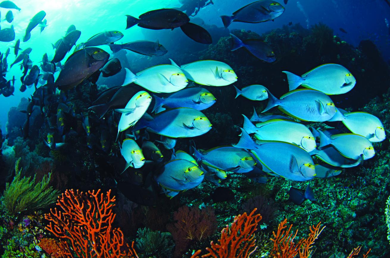 Yellowfin Sturgeonfish