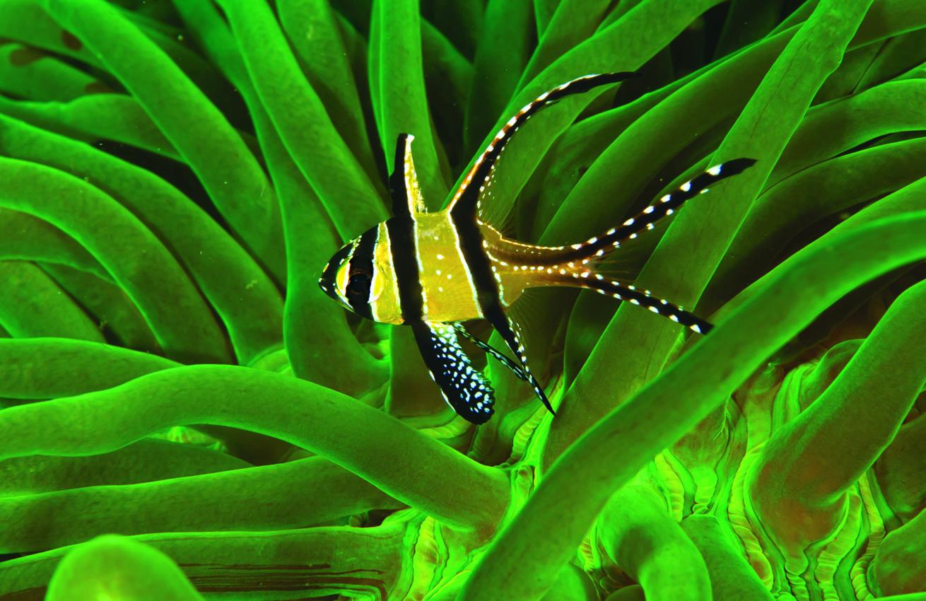 Banggai Cardinalfish